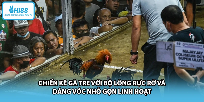 Chiến kê gà tre với bộ lông rực rỡ và dáng vóc nhỏ gọn linh hoạt