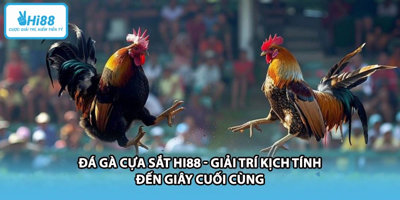 Đá Gà Cựa Sắt HI88 - Giải Trí Kịch Tính Đến Giây Cuối Cùng