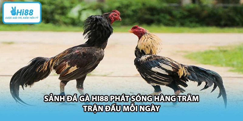 Sảnh đá gà HI88 phát sóng hàng trăm trận đấu mỗi ngày