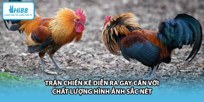 Trận chiến kê diễn ra gay cấn với chất lượng hình ảnh sắc nét
