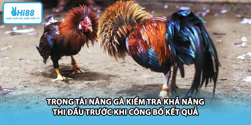 Trọng tài nâng gà kiểm tra khả năng thi đấu trước khi công bố kết quả